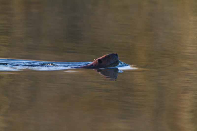 Beaver